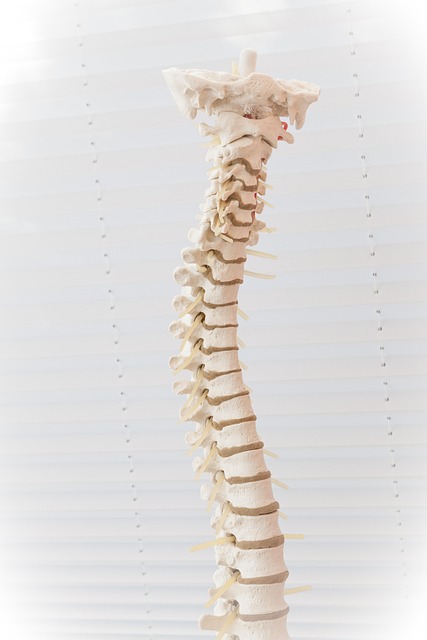 about-me Spine 2539697 640